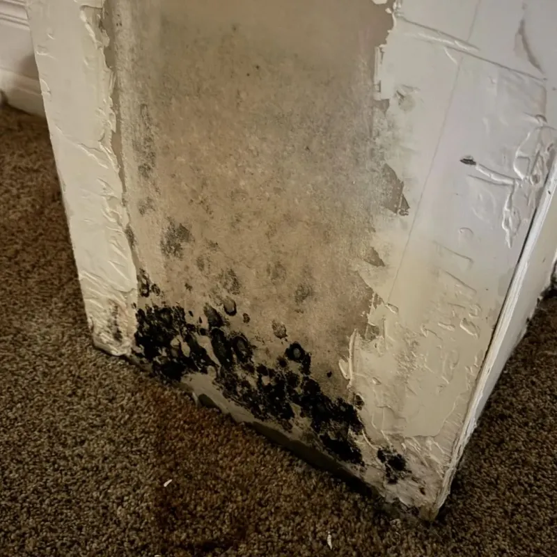 Professional Mold Removal in York, PA